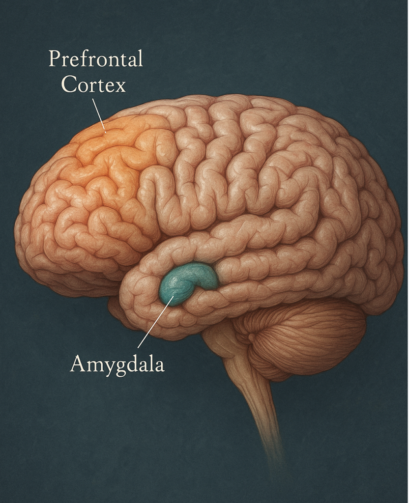 labelling the Amygdala and prefrontal cortex in the brain